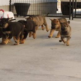 German Shepherd Puppies from Vom Haus Denfors K9