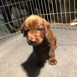 Labrador Retriever Puppies from Bourbon Creek Retrievers