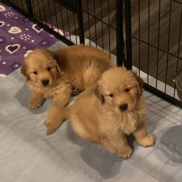 Golden Retriever and Siberian Husky Puppies from Nevani Goldens & Siberians