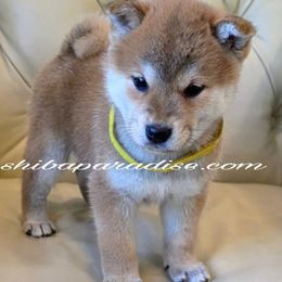 Kimi - Red female Shiba Inu puppy in Tualatin, Oregon from Shiba Paradise