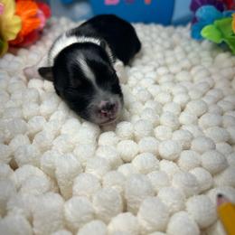 Boy2 - Black tan and white male Biewer Terrier puppy in Douglas, Georgia from Southern Georgia Yorkies and biewers