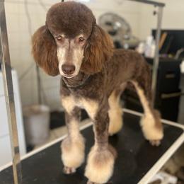 Teakwood - Poodle