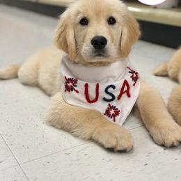 Golden Retriever Puppies from Glimmer Goldens