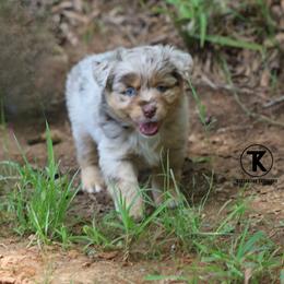 Rocket- RMM - Red merle male Miniature Australian Shepherd puppy in Nacogdoches, Texas from TK Standard, Mini, & Toy Aussies