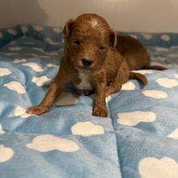 Baby boy - Red  male Goldendoodle puppy in Eagle Mountain, Utah from Lady Paws Puppies