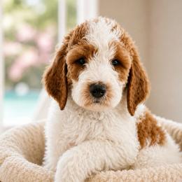 Tommy - Parti male Goldendoodle puppy in Rocky Point, North Carolina from CelticDoods