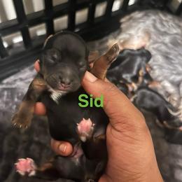 Sid - Black and tan male Yorkshire Terrier puppy in Gastonia, North Carolina from Precious pups dynasty kennel