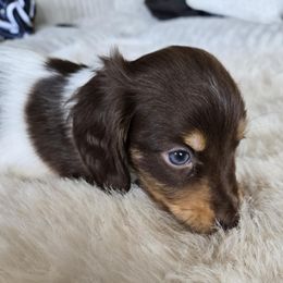 Steve - Piebald male Dachshund puppy in Price, Utah from Stone Kennels