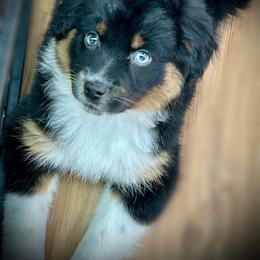 Chess - Black tri female Miniature Australian Shepherd puppy in Mount Airy, Georgia from North Georgia Gems