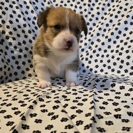 Pembroke Welsh Corgis from Desilu Corgis