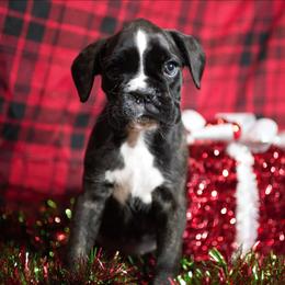 Simone - Brindle female Boxer puppy in Warsaw, New York from Hillview Kennels