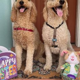 Bernedoodle and Goldendoodle All Grown Up from Sammy's puppies