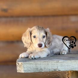 Buster - Cream male Dachshund puppy in Nashville, Arkansas from Cuddles n Curls