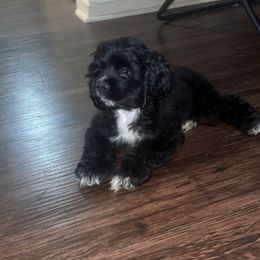 Cocker Spaniel Puppies from Hunt Crest Cockers