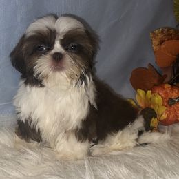 Nala - Liver and white female Shih Tzu puppy in Tenino, Washington from Fantasy Realm Shih Tzus