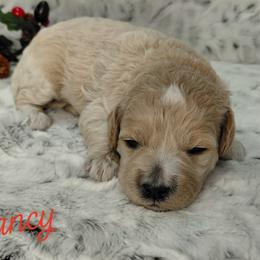 Nancy - Cream female Goldendoodle puppy in Eau Claire, Wisconsin from Fisher River Doodle's