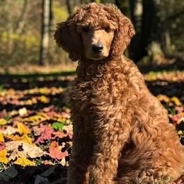 Copper - Red  male Poodle puppy in Mondovi, Wisconsin from Araeah's Red Standard Poodles