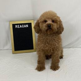 Reagan - Poodle