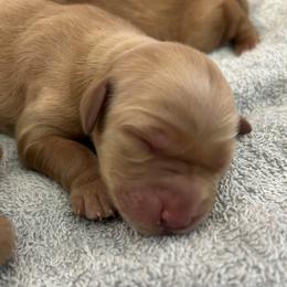 Girl 1 - female Golden Retriever puppy in Pocatello, Idaho from Royal Red Retrievers