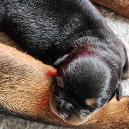 Girl 1 - Black and mahogany female Rottweiler puppy in Bartonsville, Pennsylvania from Karol's Rottweilers