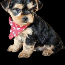 Poodle and Yorkshire Terrier Puppies from Valley Pine Pups