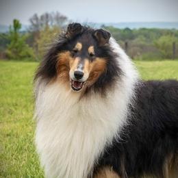 Corey - Collie