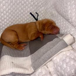 Black - Yellow male Labrador Retriever puppy in Heath Springs, South Carolina from Rich Hill Retrievers