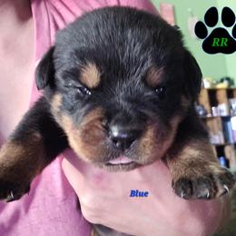 Blue - Black and mahogany male Rottweiler puppy in Tangent, Oregon from Raya's Royals