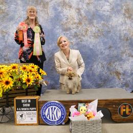 Pomeranian Puppies from Storm Pomeranians