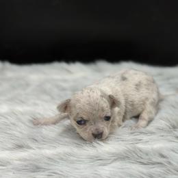 Hawk - Merle male Chihuahua puppy in Lee Center, New York from Alfheim-Andromeda Chihuahua's (A &A's)