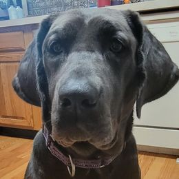 Graycie - Dilute Retriever