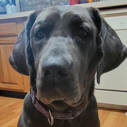 Graycie - Dilute Retriever