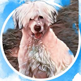 Portuguese Water Dog puppies from Stacy's PWD Portuguese Water Dogs