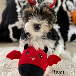 Biewer Terrier Puppies from Blue Water Biewers LLC