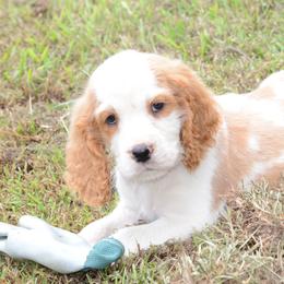 Archie - Lemon and white male English Springer Spaniel puppy in Central, South Carolina from SarMel