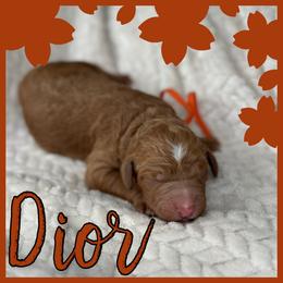 Dior - Red  female Poodle puppy in Dayton, Texas from Wolfe Island Poodles