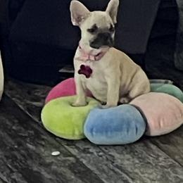 French Bulldog Puppies from Orderofthebulldogs, LLC