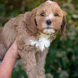 Cory - Apricot male Cavapoo puppy in Coshocton, Ohio from Forever Family Puppies