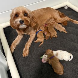 ALLIE - Cavapoo
