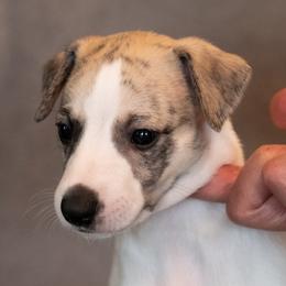 Whippet Puppies from Night Sky Whippets