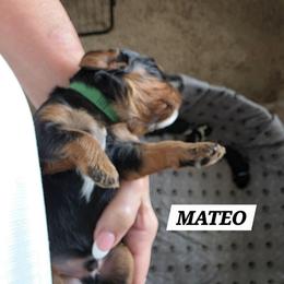 Mateo - Black and tan male Cavalier King Charles Spaniel puppy in Lehi, Utah from Angels and Nobility Cavaliers