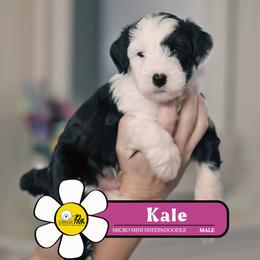 Kale - Black and white male Sheepadoodle puppy in Cleveland, Tennessee from Narrow Path Old English & Sheepadoodles