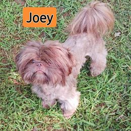 Shih Tzu Puppies from K.B.'s Shih Tzu Babies