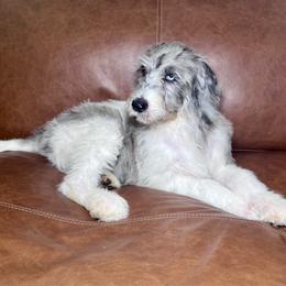 Canada - Merle female Labradoodle puppy in Kingston, Georgia from CC Familydoodles