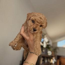 Poodle Puppies from AVCpoodles