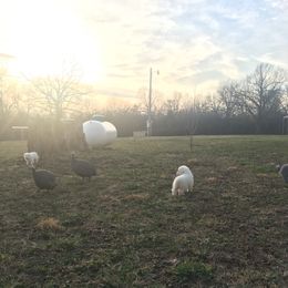 Border Collie, Bordoodle, and Maremma Sheepdog Puppies from 2J 2K Border Collies