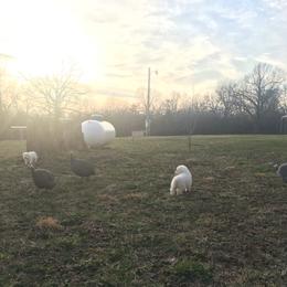 Border Collie, Bordoodle, and Maremma Sheepdog Puppies from 2J 2K Border Collies