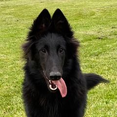 Belgian Sheepdog and French Bulldog Puppies from Wildmour Belgian Sheepdogs and French Bulldogs