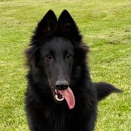 Belgian Sheepdog and French Bulldog Puppies from Wildmour Belgian Sheepdogs and French Bulldogs