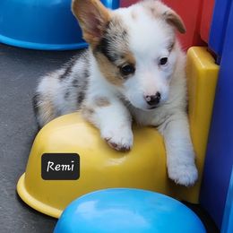 American Corgi Puppies from Wigglebutts American Corgis
